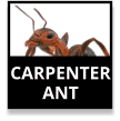 Carpenter Ants