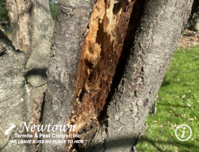 Carpenter Ant Tree Damage