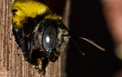 Carpenter Bee