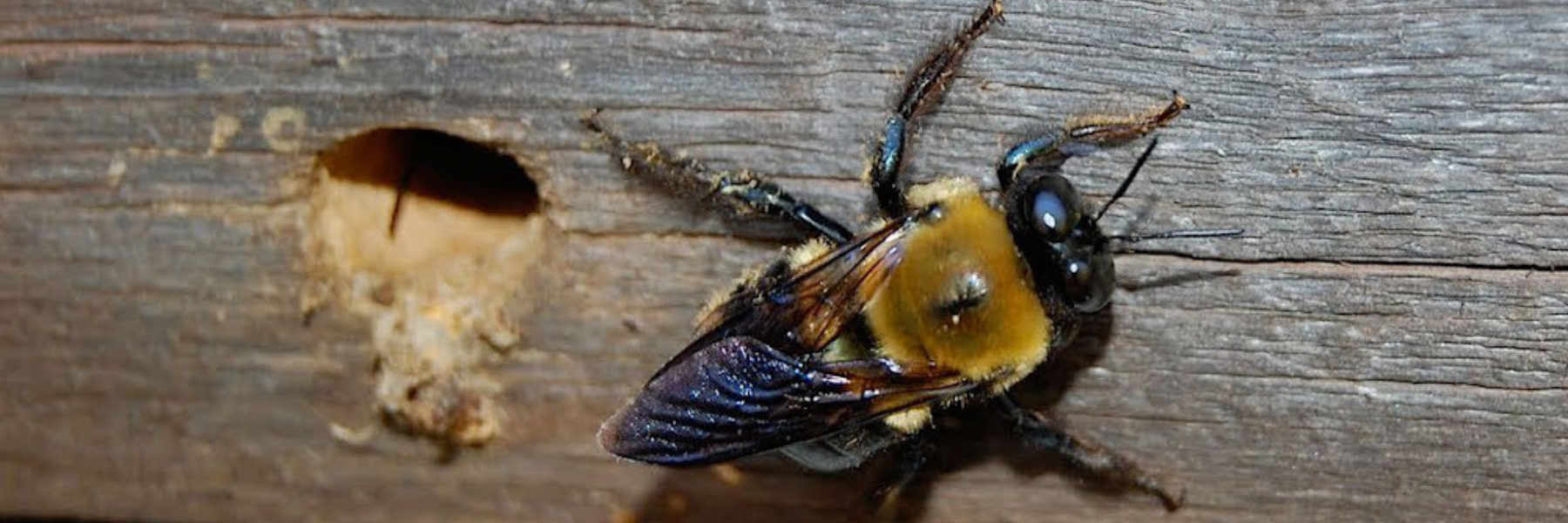 carpenter bee