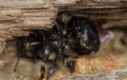 Bee Nest