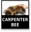 Carpenter Bees