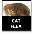 Cat Flea