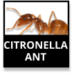 Citronella Ants