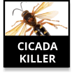 Cicada Killers