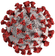 Corona Virus