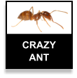Crazy Ant