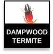 Dampwood Termite
