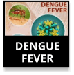 Dengue Fever