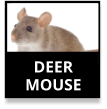 Deer Mouse