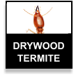 Drywood Termite