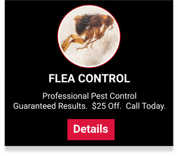 View our flea control services