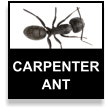 Florida Carpenter Ant