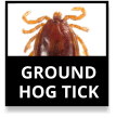 Groundhog Tick