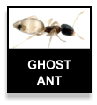 Ghost Ant