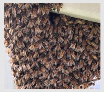 beehive