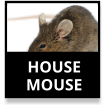 Common House Mouse