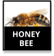 Honey Bees