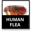 Human Flea