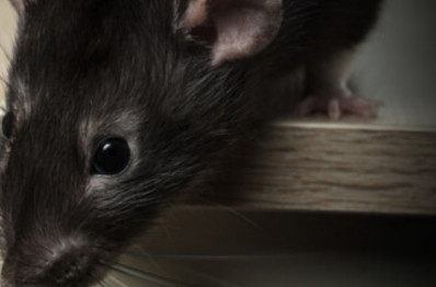 Mouse hiding 