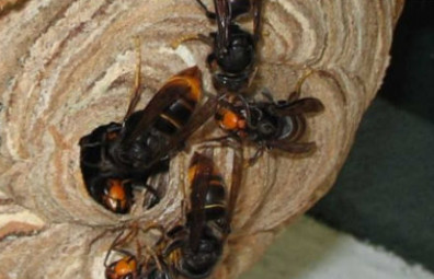 hornets