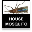 mosquito
