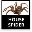 Common House Spider