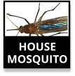 Common House Mosquito