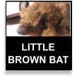 Little Brown Bat