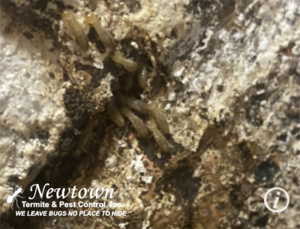 Live Termites In Shelter Tube