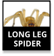 Long Legged Sac Spider