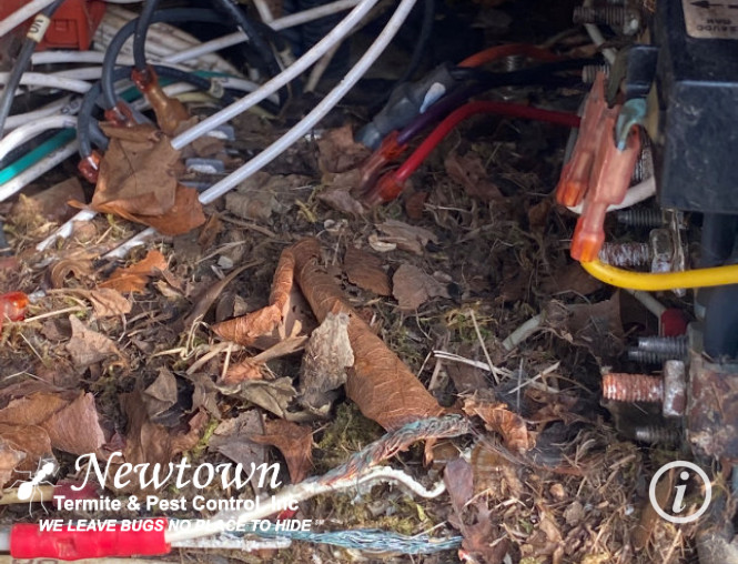 Mouse Nest In Generator