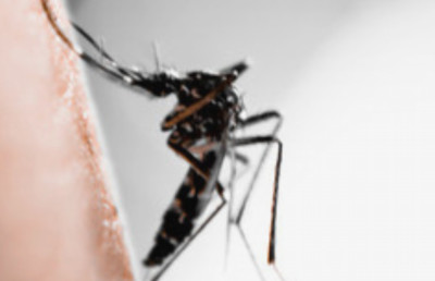 mosquitos