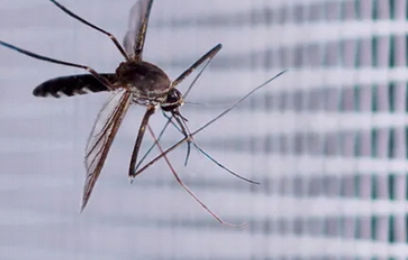 Garage Mosquitos