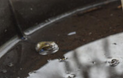 Mosquitos in standing water
