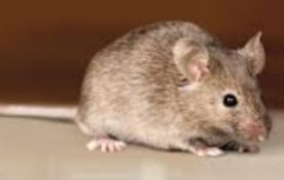 Bucks County Mouse Exterminator