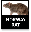 Norway Rat