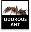 Odorous Ants