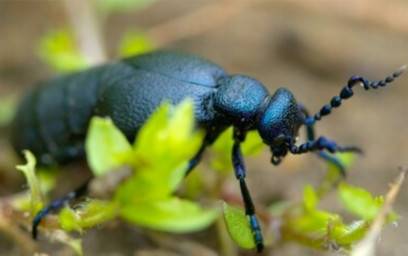 Oil Beetle Exterminator