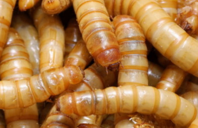 pantry bugs