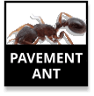 Pavement Ants