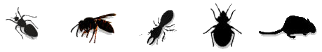 Pests Rodents Insects Wasps Spiders