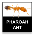 Pharoah Ant