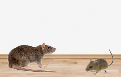 Rat Mice