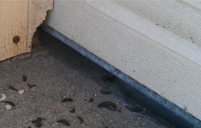 Mice