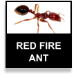 Red Imported Fire Ant