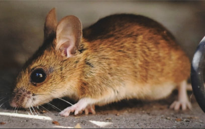 Mice Extermination
