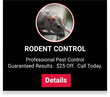 rodent service