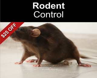 Rodent Control $25 Off