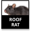 Roof Rat